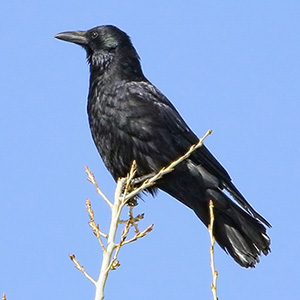 Carrion Crow